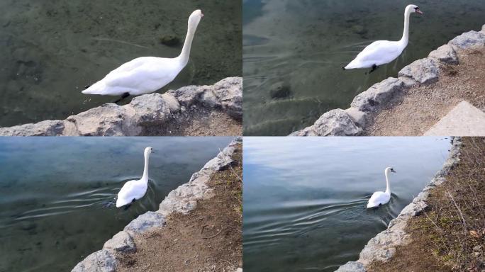白天鹅在高山湖中游泳。