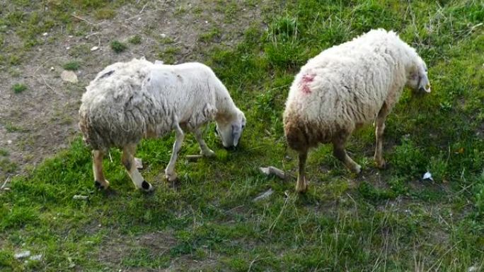 春季在牧场上放牧的绵羊，羔羊和山羊