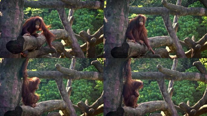 成年婆罗洲猩猩在森林的树顶上休息的慢动作