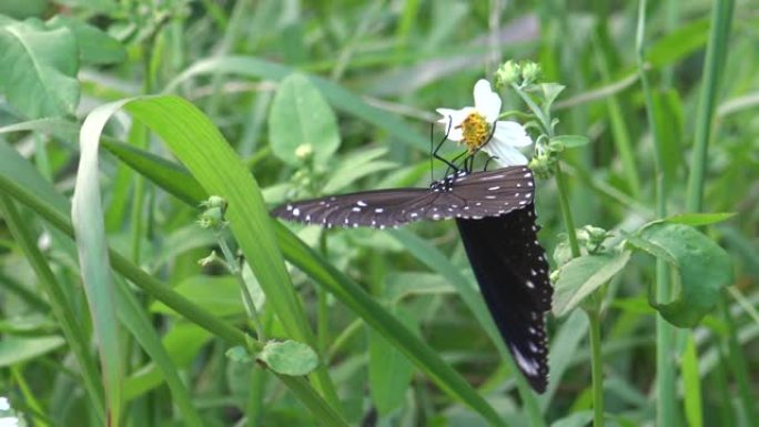 4k蝴蝶Euploea tulliolus，台湾的矮乌鸦或小棕乌鸦