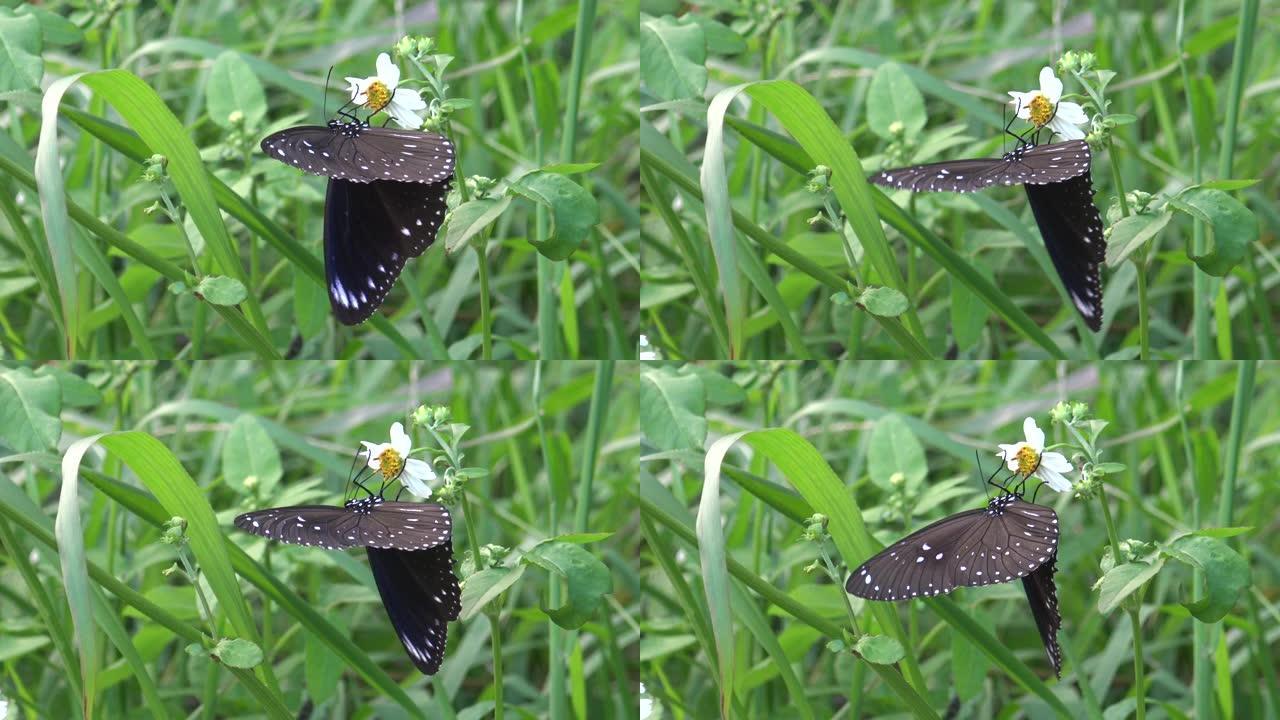 4k蝴蝶Euploea tulliolus，台湾的矮乌鸦或小棕乌鸦