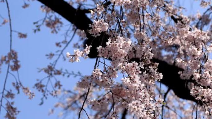 日本东京花园的樱花