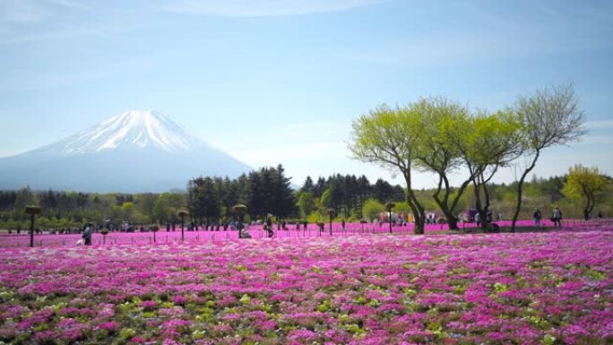 富士山和七彩粉色苔藓前景在芝坂节