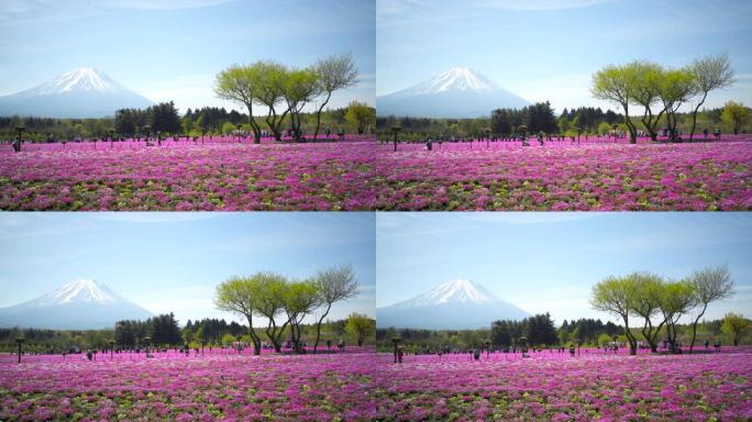 富士山和七彩粉色苔藓前景在芝坂节