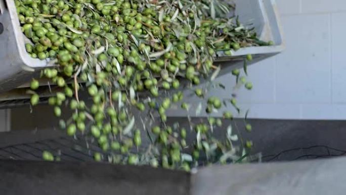 在意大利南部制造橄榄油: 将橄榄倒入破碎机的机械