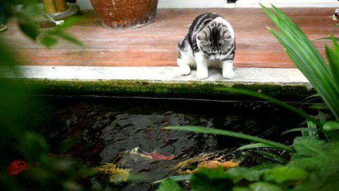 与可爱的虎斑猫和花哨的锦鲤鱼的友谊