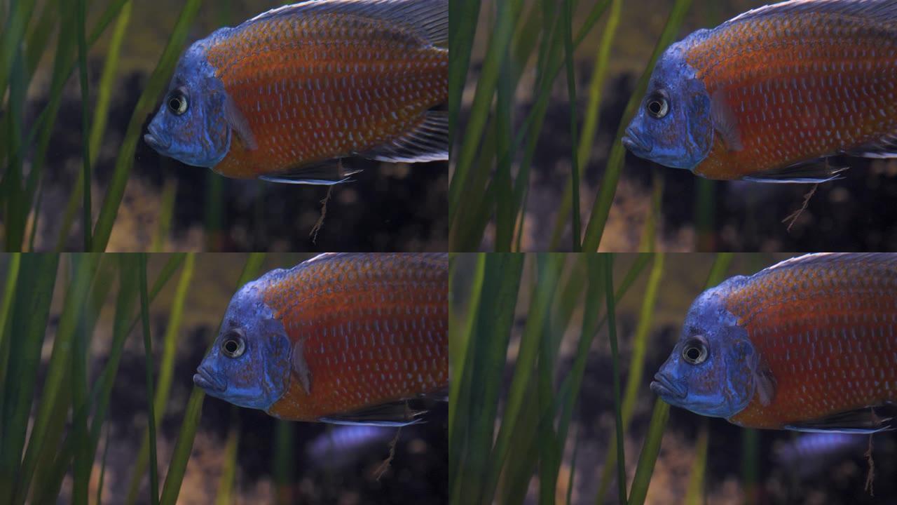 红色和蓝色的鱼