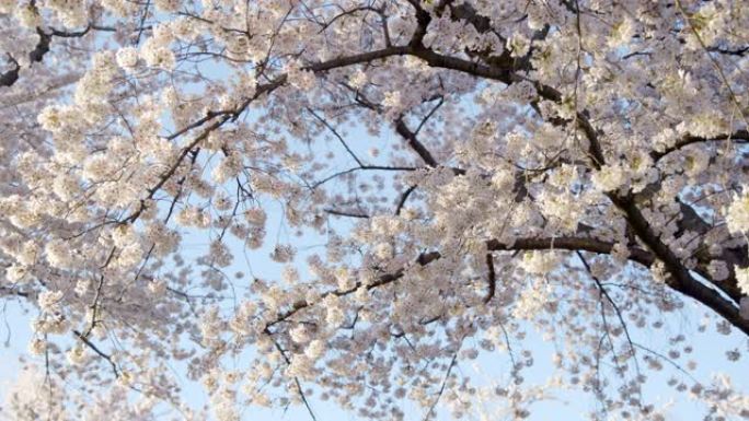 吉野樱花在华盛顿特区的潮汐盆地宽拍盘