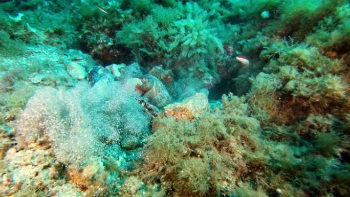 水下海洋野生动物，地中海章鱼吹向相机
