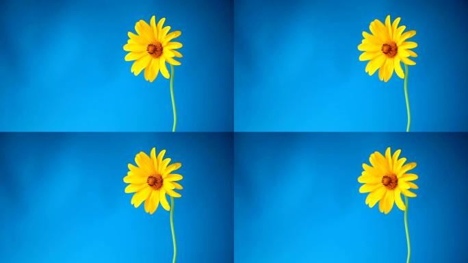 黄色夏季盛开的雏菊花孤立在蓝色上