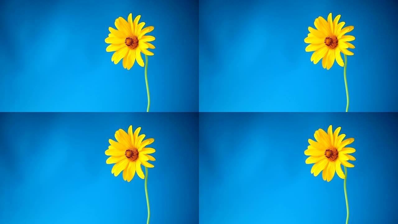 黄色夏季盛开的雏菊花孤立在蓝色上