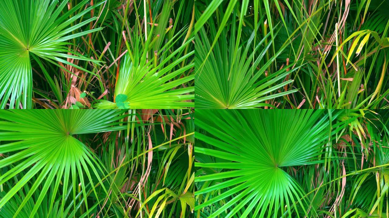 绿色热带棕榈叶。绿色的不同阴影