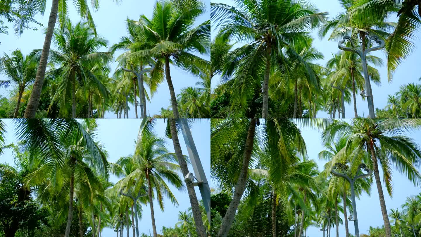 海南三亚 椰树 椰子树 椰林