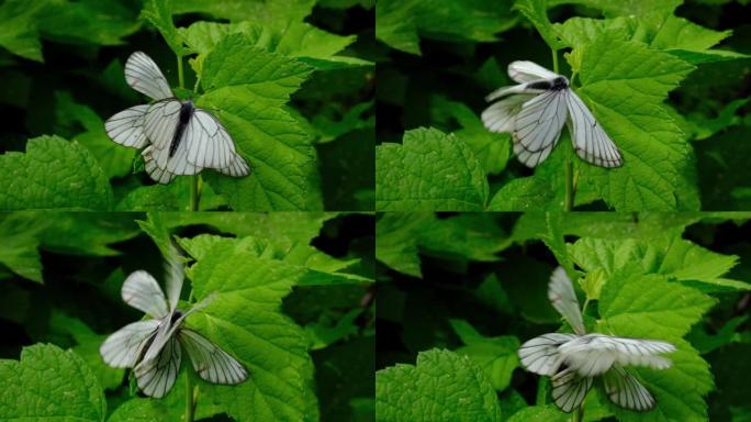 两只黑脉白色的蝴蝶 (Aporia crataegi) 在公园的绿叶上交配。婚姻游戏和昆虫性交。昆虫