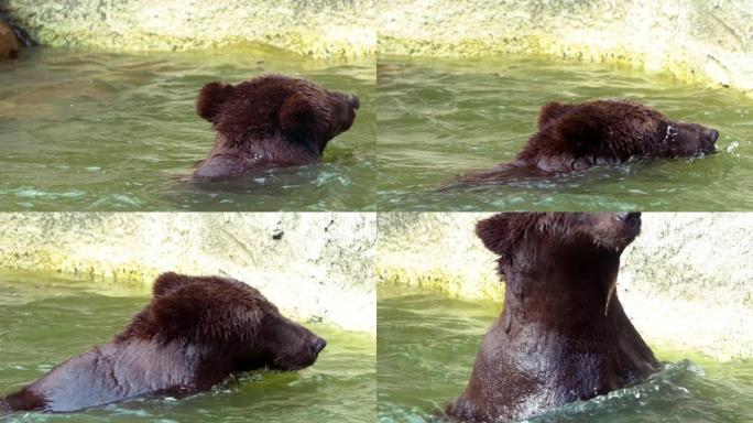棕熊在河里沐浴的慢动作让精神焕发。成人Ursus Arctos