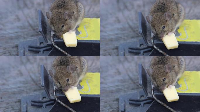 坐在捕鼠器上的老鼠吃奶酪