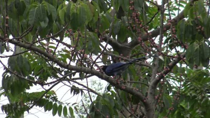 4k台湾台北公园的一棵成年台湾蓝鹊在一棵树上休息