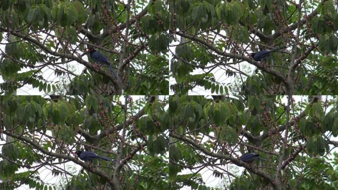 4k台湾台北公园的一棵成年台湾蓝鹊在一棵树上休息