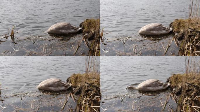 试图在脏水中进食的灰色天鹅