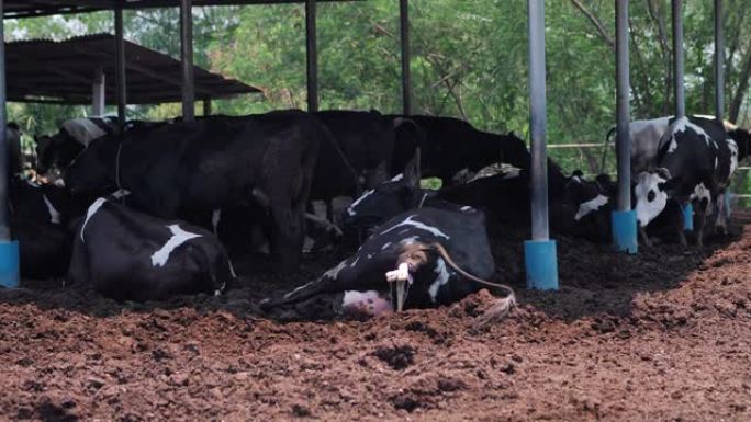 奶牛在农场农村怀孕了。新生动物