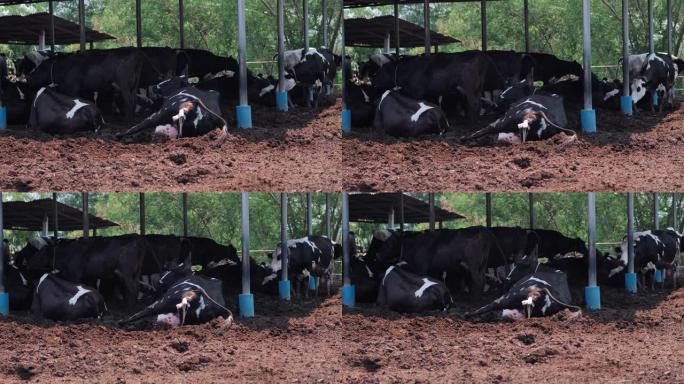 奶牛在农场农村怀孕了。新生动物