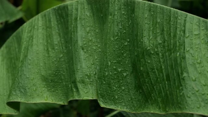 雨中的绿色香蕉棕榈叶