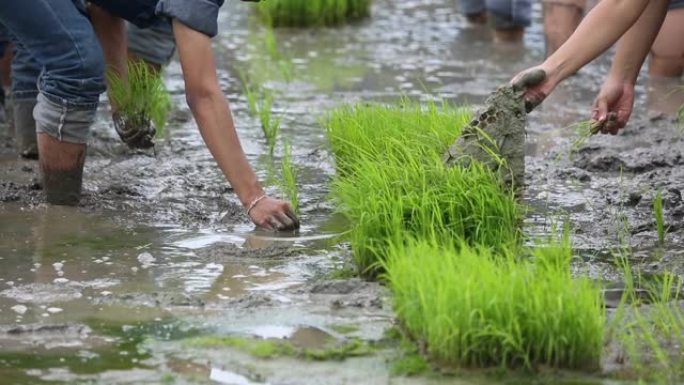 友谊，年轻的农民种植在水稻浆果有机水稻农田上，一起概念。