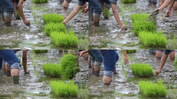 友谊，年轻的农民种植在水稻浆果有机水稻农田上，一起概念。