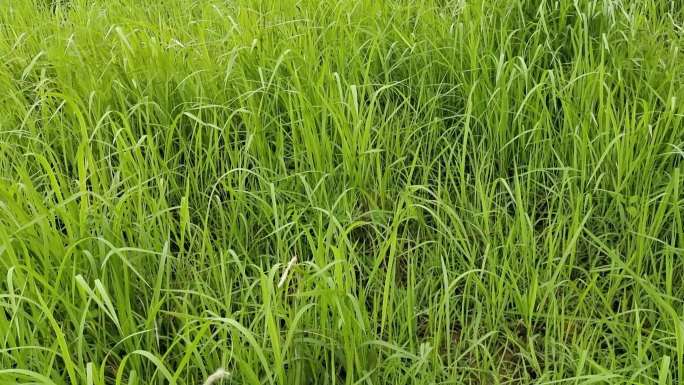 大风吹野草生长植物植物学环境自然之美