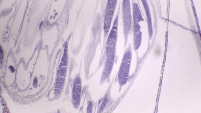 Polytrichum Archegonia (发帽苔藓) 的显微视图
