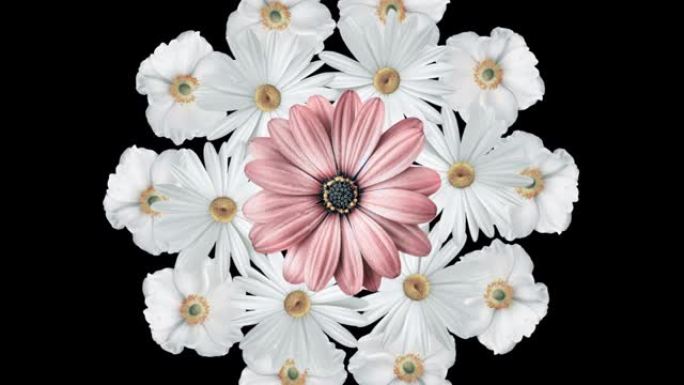 逼真的白色雏菊的动画，中间有一朵粉红色的大花。黑色背景
