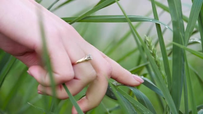女人的手在她的手指上有一颗钻石，用绿草重置露珠。