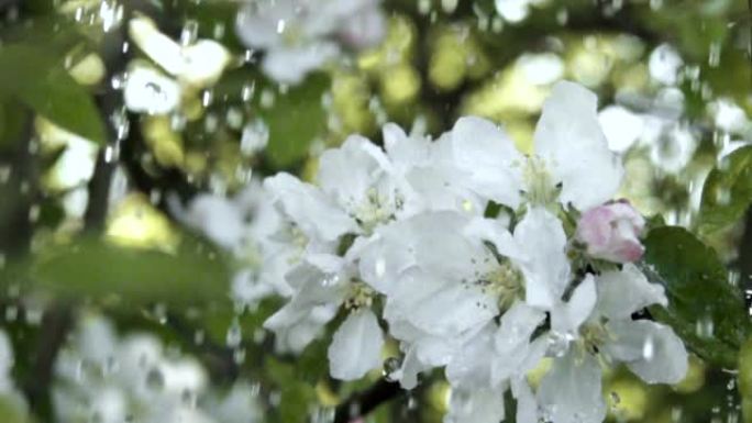 雨中有花的苹果树枝。慢动作。春天花园苹果树开花的特写镜头。浅底。