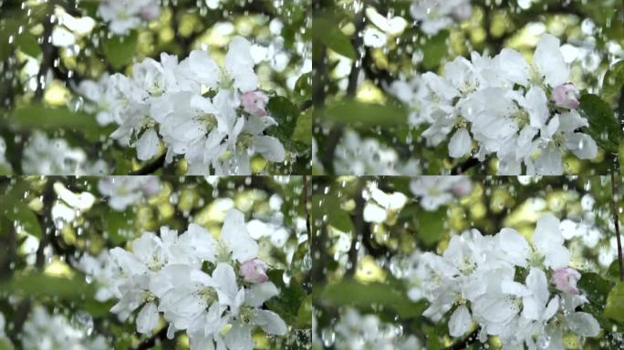 雨中有花的苹果树枝。慢动作。春天花园苹果树开花的特写镜头。浅底。