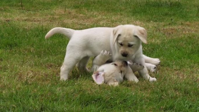 黄色拉布拉多猎犬，在草坪上玩耍的小狗，法国诺曼底，慢动作4K