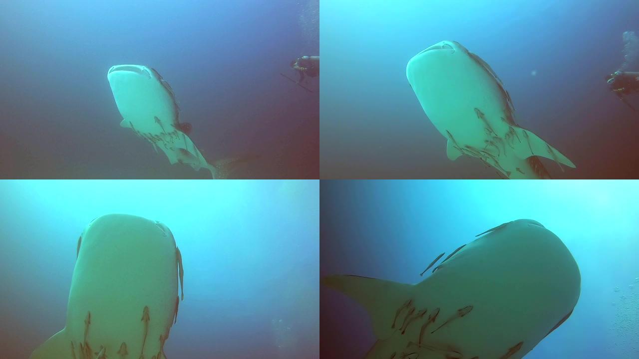 在安达曼海的水下，鲸鲨游过相机