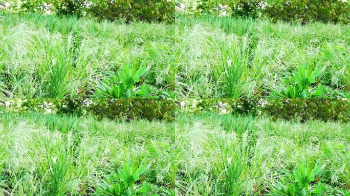 春天草地上的绿色鲜草