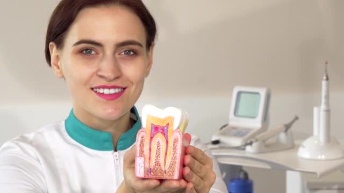 开朗的女牙医向镜头伸出健康的牙齿模型
