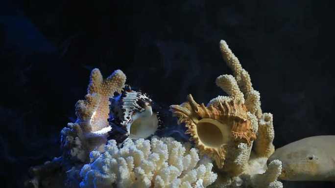 贝壳珊瑚烟雾黑暗背景高清镜头