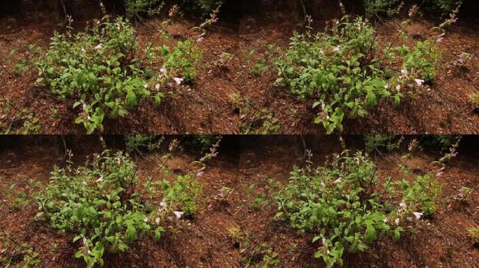 安纳托利亚有非常不同种类的植物和花，生长在安纳托利亚的土壤中。
土耳其/安纳托利亚11/05/201