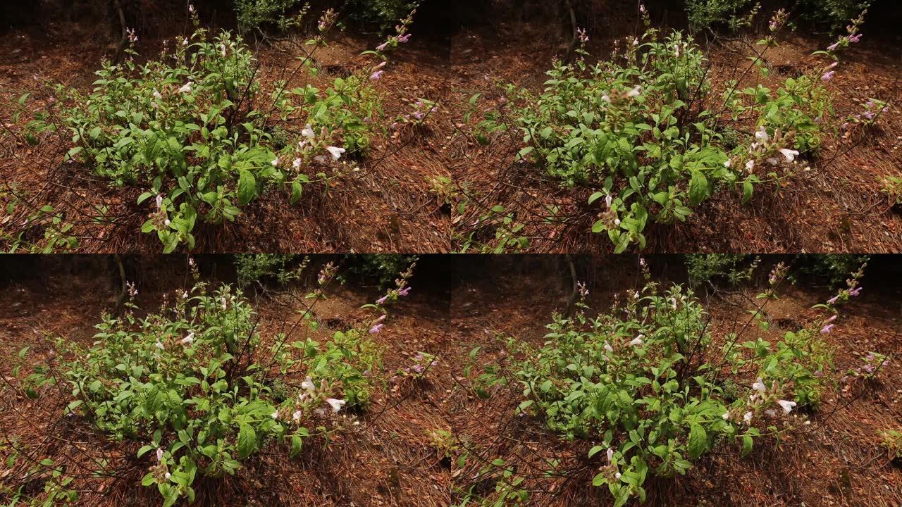 安纳托利亚有非常不同种类的植物和花，生长在安纳托利亚的土壤中。
土耳其/安纳托利亚11/05/201