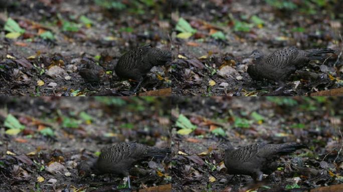 鸟: 成年雌性灰孔雀雉 (Polyplectron bicalcaratum) 和婴儿