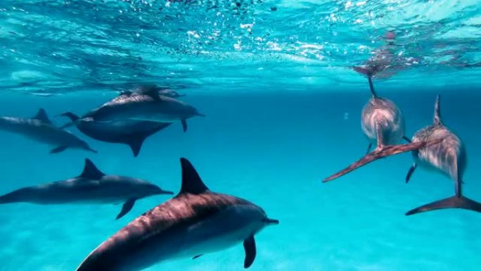 海豚。一群海豚在公海游泳