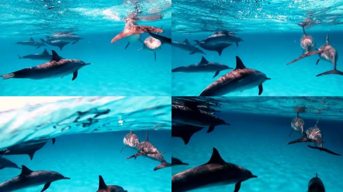 海豚。一群海豚在公海游泳
