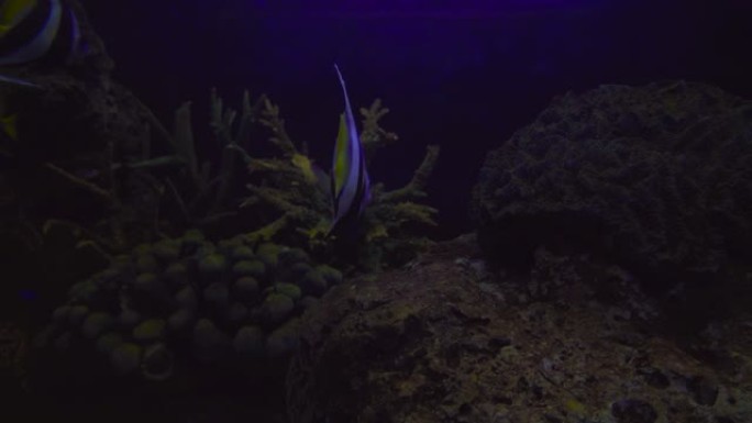 美丽的热带鱼三角旗珊瑚鱼或马科马的特写镜头。