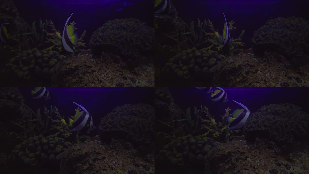 美丽的热带鱼三角旗珊瑚鱼或马科马的特写镜头。