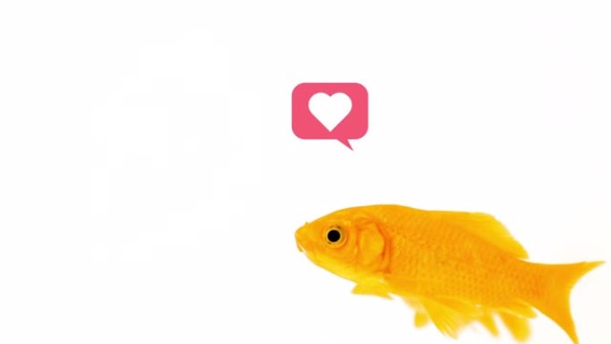 带有黄色彗星金鱼的社交媒体概念像白色背景镜头上的气泡一样弹出