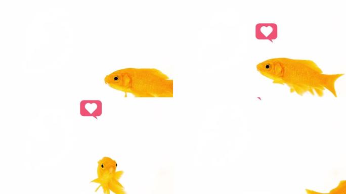 带有黄色彗星金鱼的社交媒体概念像白色背景镜头上的气泡一样弹出