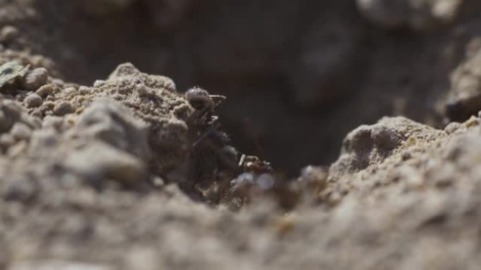 4k宏观观察蚁群在巢上，它们一起觅食。日落超级特写镜头
