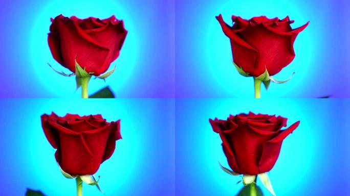 红玫瑰在蓝色背景上旋转。爱的象征。情人节卡片设计。